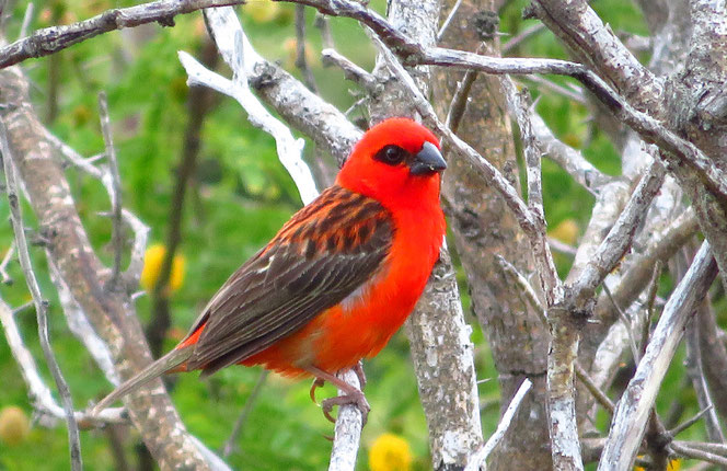 Wegen seines roten Federkleides wird er Kardinal genannt. Ein besonders schöner Vogel auf La Réunion.