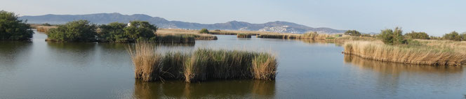 Parc Natural dels Aiguamolls de l’Empordà, Katalonien 2019;   Foto: Finn Riemer