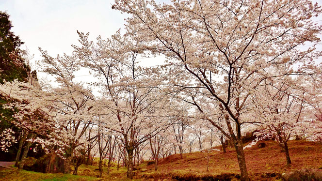 圧巻お花見名所絶景スポット苗木城跡桜開花2019H31の見ごろは３/下旬４/上旬頃ぎふ歴史街道岐阜中津川田瀬福岡木曽路中山道いにしえ街道飛騨街道妻籠馬籠日本料理和食会席食事処和食処恵那下呂付知ランチ絶品山菜料理美菜ガルテンふるかわ