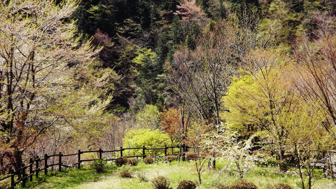 春名残の桜しゃくなげ美しい付知狭不動渓谷。しゃくなげ2107中津川の里山の春真っ盛り付知峡周辺山菜料理たけのこ筍料理