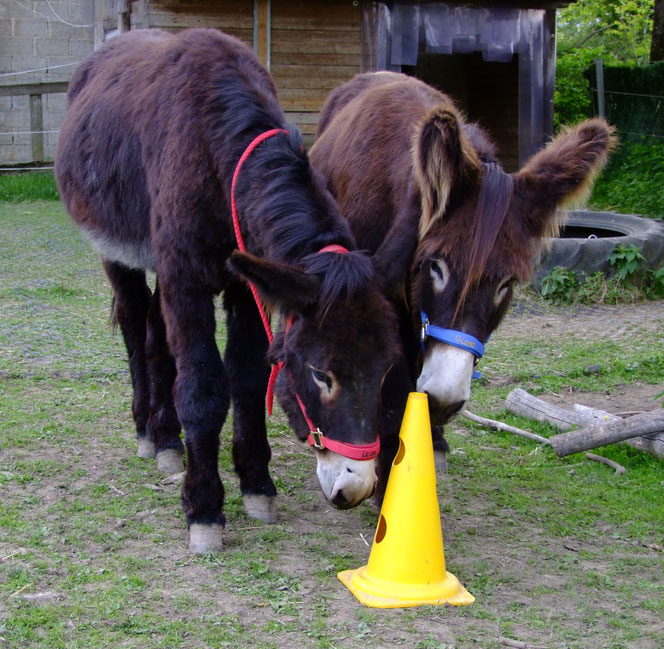 Léon & Gismo