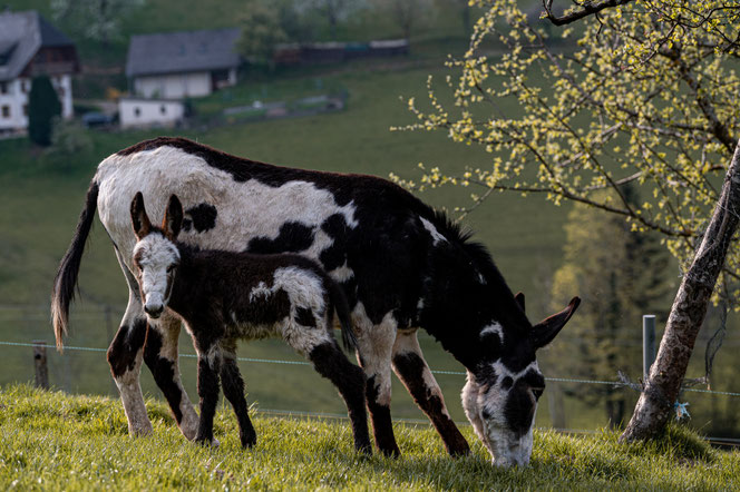 Foto: F. Frädrich