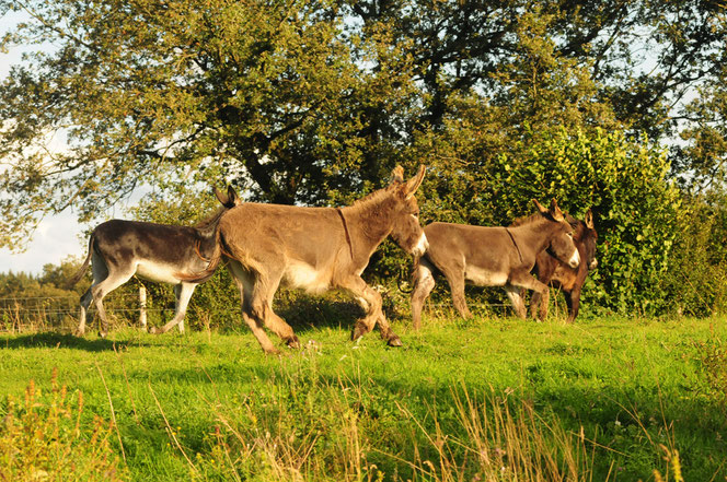 vom Zwergesel bis Großesel · Foto: A. Evang