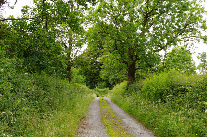 アイルランド 田舎