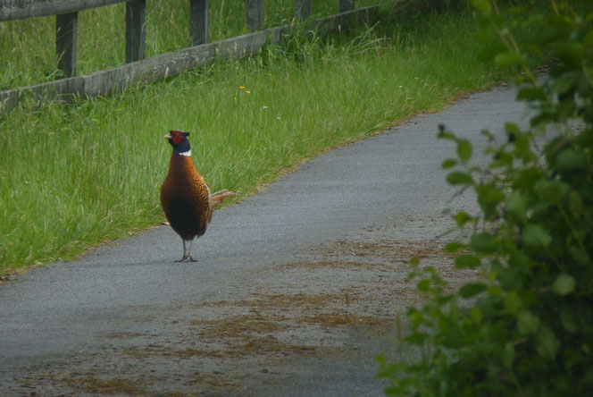 アイルランド 田舎