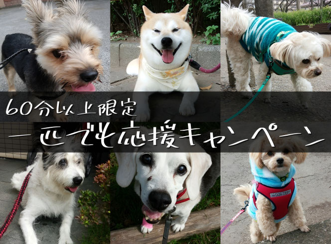 一匹でも応援キャンペーン