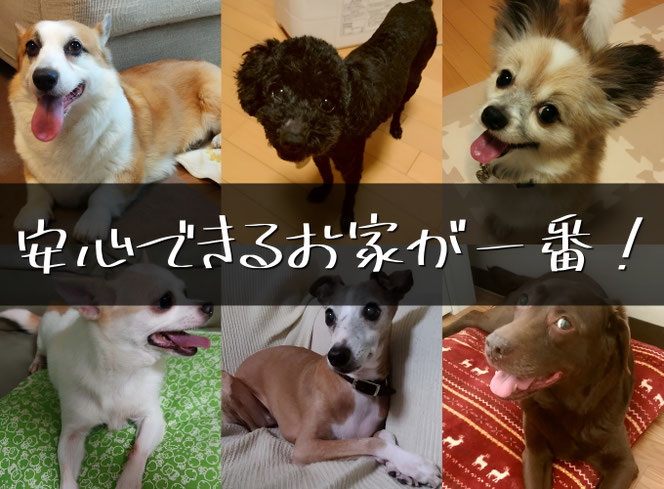 自宅での愛犬の様子