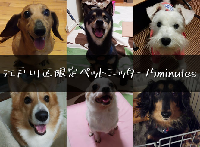 江戸川区限定ペットシッター15minutes