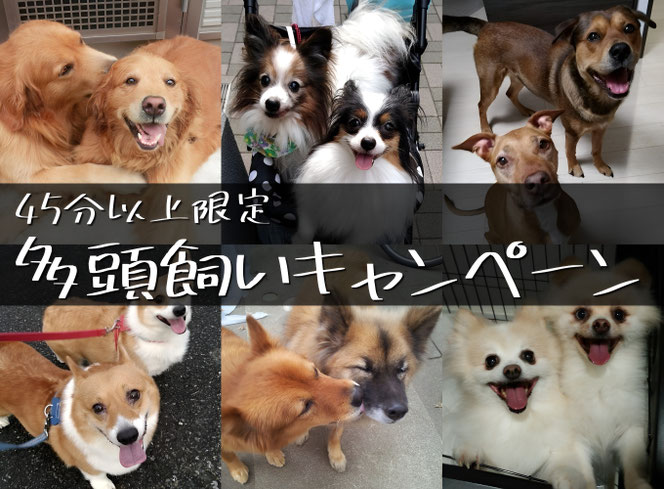 多頭飼い応援キャンペーン