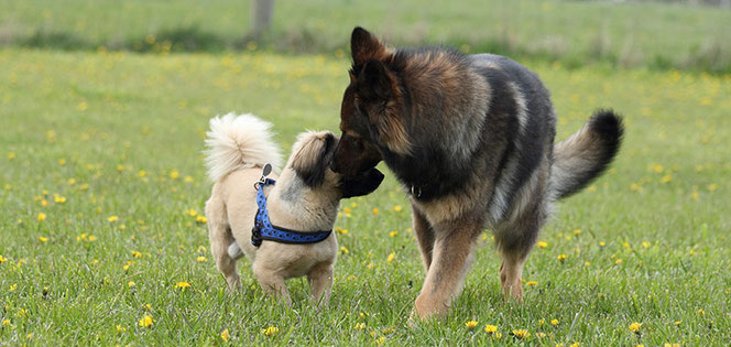 spielende Hunde auf Foehr