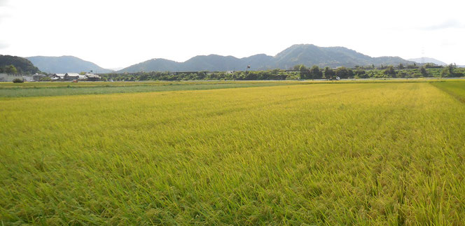 福井県　いちほまれ圃場