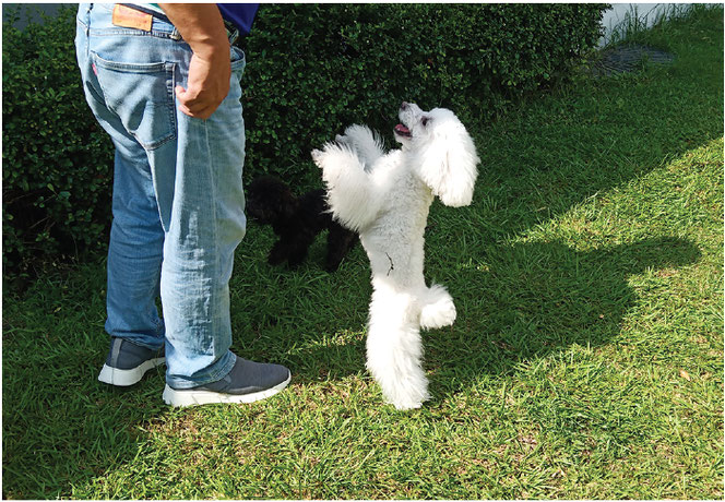 天然芝のドッグランではしゃぐ犬