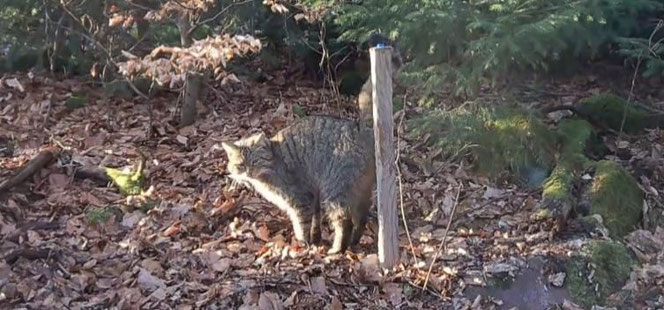 Eine reinerbige Wildkatze streift an einen "Lockstock" am Lammerskopf