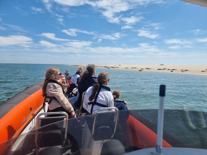 Zeker honderd zeehonden te zien vanaf de RIB-boot op de zandplaat.