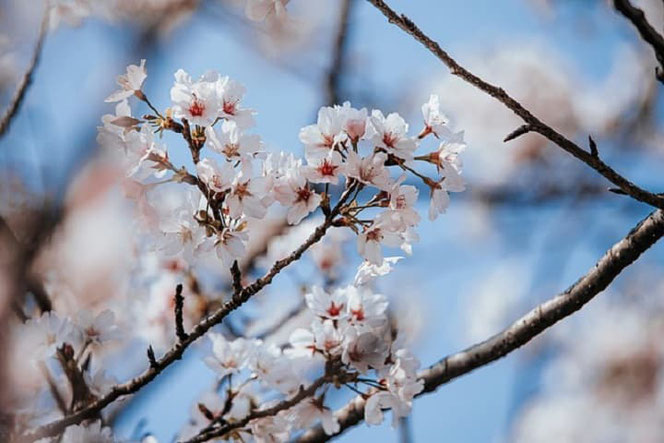 Hamburg by Rickshaw - Sakura - 桜
