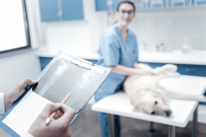 Tierarztpraxis Heidelberg Zentrum