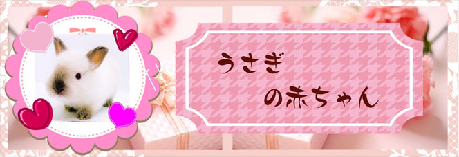 うさぎの販売のブリーダーときどきペットショップ