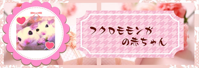 フクロモモンガ販売｜モルモット・小動物販売【ときどきペットショップ】