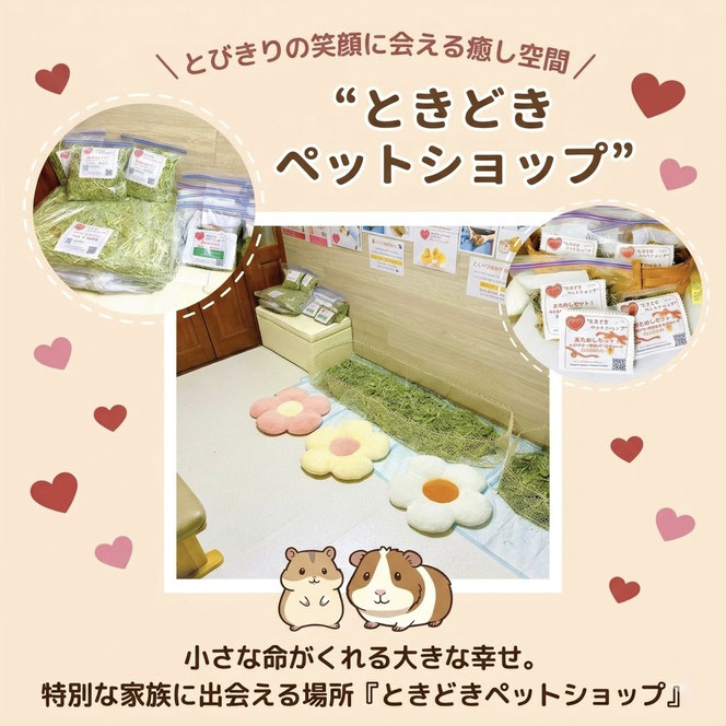 モルモット・ゴールデンハムスター販売・小動物専門ブリーダー【ときどきペットショップ】ご見学ルームの様子