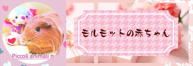 モルモット販売情報｜モルモット・小動物の国内ブリード専門店【ときどきペットショップ】茨城県・東京都・埼玉・関東近県からのご来店多数♪