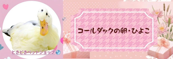コールダックひよこ（雛）・卵の販売｜モルモット・ゴールデンハムスター販売・小動物専門ブリーダー直営ペットショップ【ときどきペットショップ】茨城県・東京都・千葉県・埼玉県・神奈川県・福島県・群馬県より来店多数