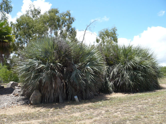 Nannorrhops ritchiana (Mazaripalme) mit alten Blütenständen im Palmetum in Townsville, Queensland, Australien