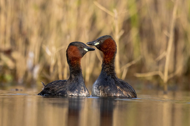 Zwergtaucher, Foto: ©Hans Glader, BirdLife 