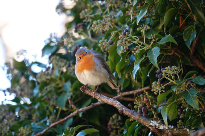 Foto: ©Hans-Ueli Thöni 