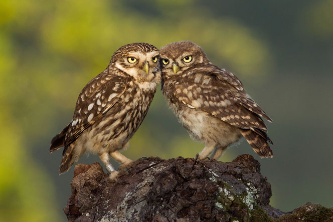 Steinkauz, Foto: © Martin Becker, BirdLife