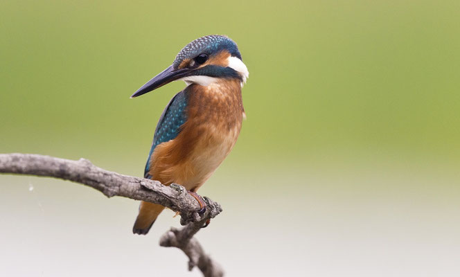 Foto: ©Michael Gerber, Birdlife