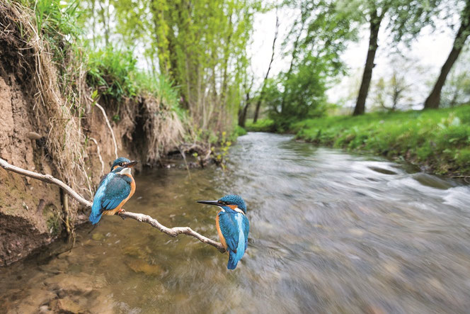 Foto: ©Ralph Martin, Birdlife