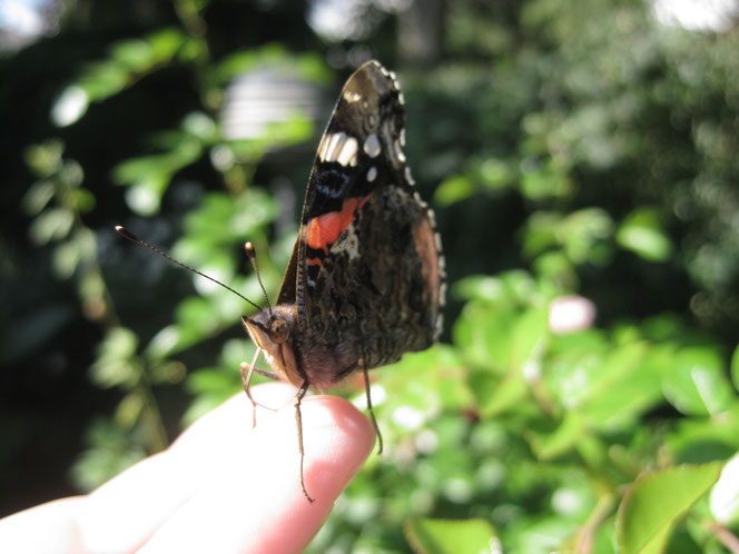 Schmetterling copyright www.birthe.eu Birthe Sülwald butterfly auf meiner Hand