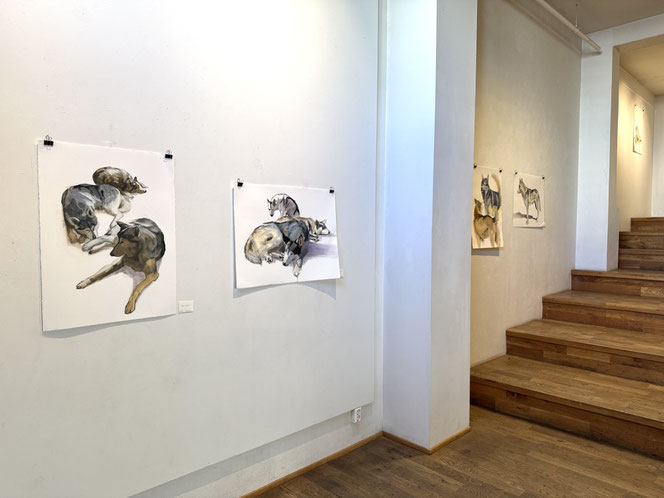 Deiglan gallery, Akureyri (Iceland), April 2025. Exhibition Vinnuhundar (Working Dogs), showing the result of a month long residency at the Akureyri Art Museum.