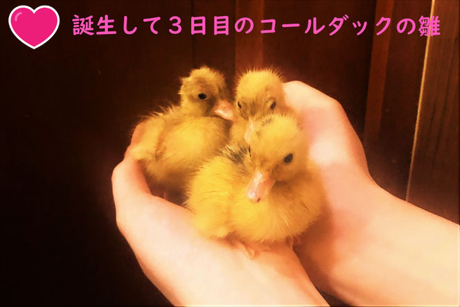 世界最小のアヒル！コールダックの雛