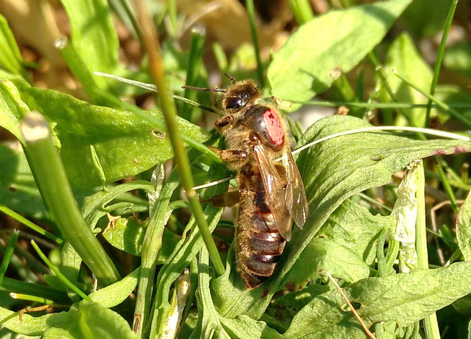 Abgesetzte Königin allein im Gras