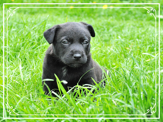 Urlaub mit Hund an der Müritz Müritz Urlaub