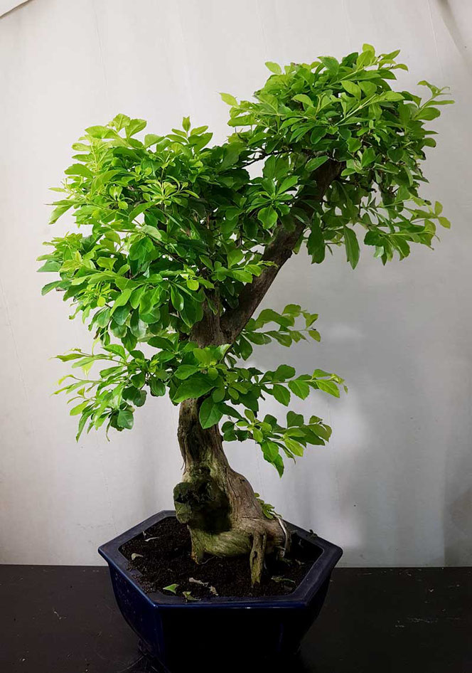 Bonsai Kaufen In Wien Flowercompany