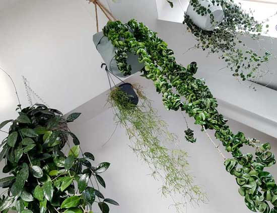 Hngepflanzen frs Zimmer - Wandbegrnung - FlowerCompany