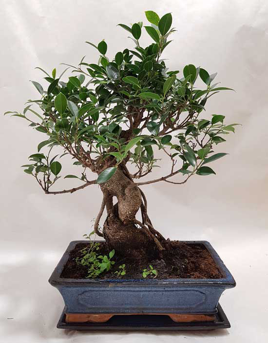 Ficus retusa Bonsai in Wien kaufen