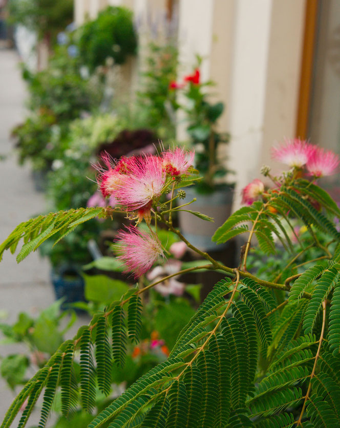 Albizia, Schlafbaum oder auch Seidenbaum bei Flowercompany in Wien