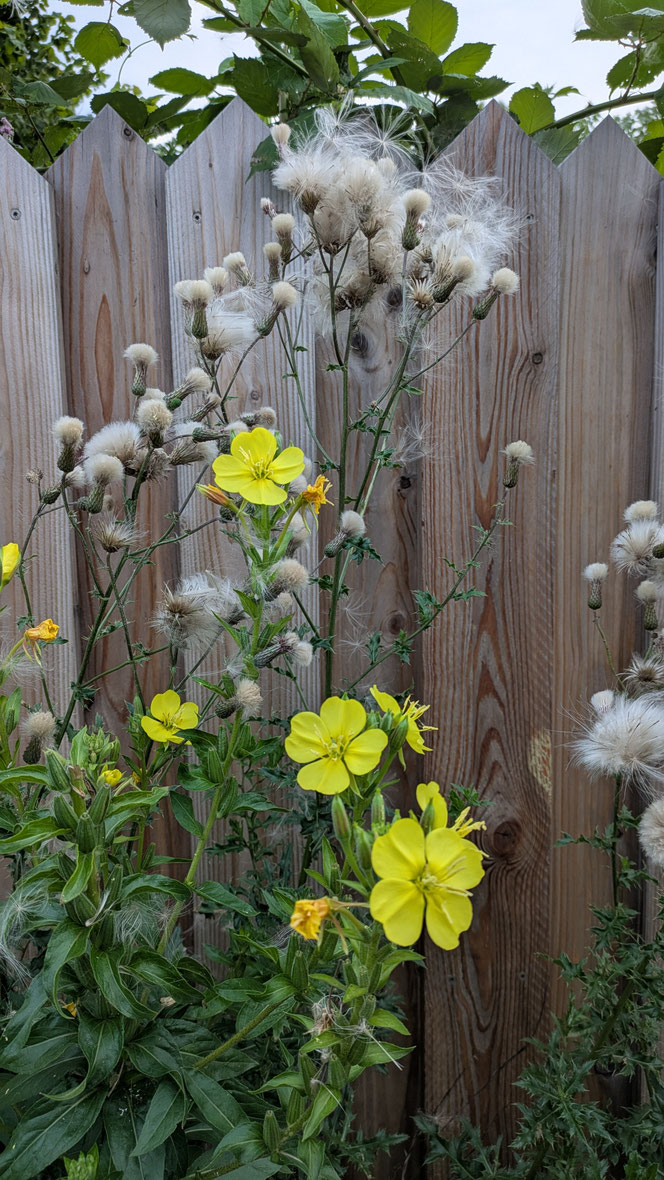 Klock Acht, Klock 8 Blume