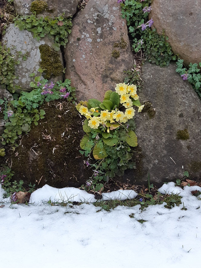 Primeln im Schnee