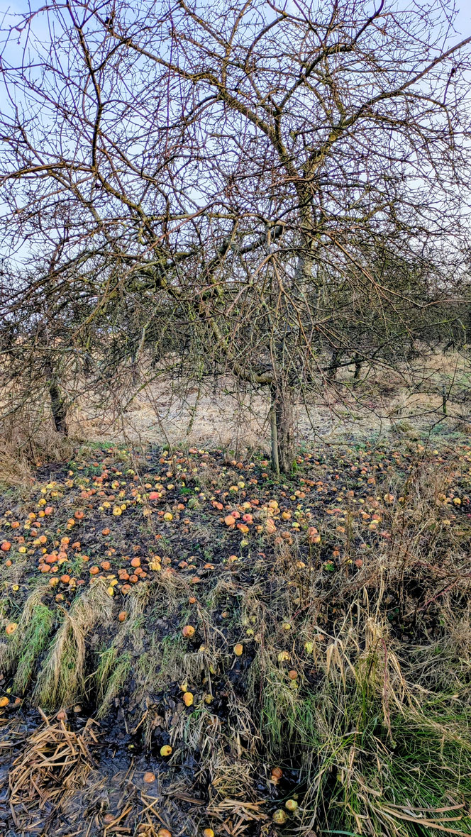 Die Äpfel verströmen nach dem Tauwetter immer noch einen enormen Duft... 