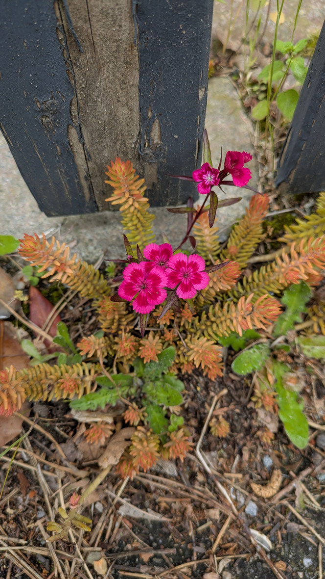 kleine Wunder überall, kleine Blüten