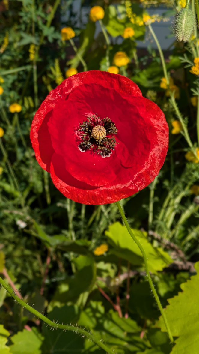 Mohnblume