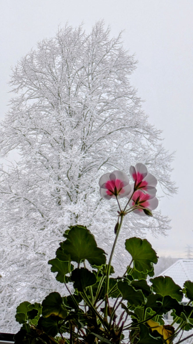 Schnee, verzaubert, Winter, Schönheit, Geranienliebe