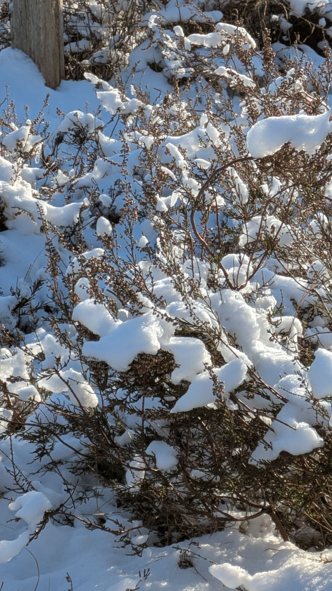 Barger Heide, Heide im Schnee, Schneelandschaft