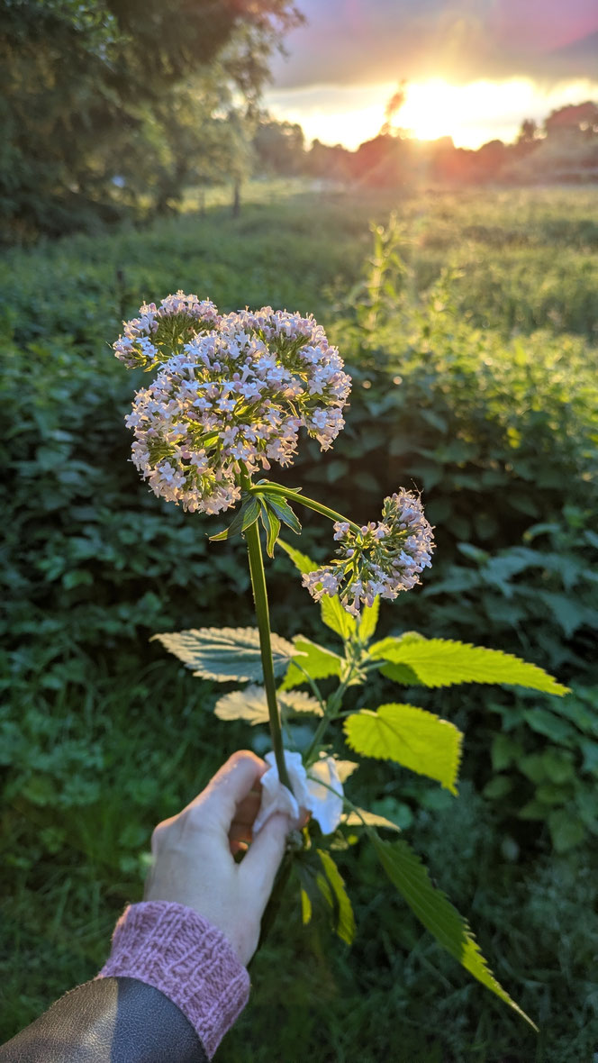 Echter Baldrian, Wildblumen, Wildblumenstrauß