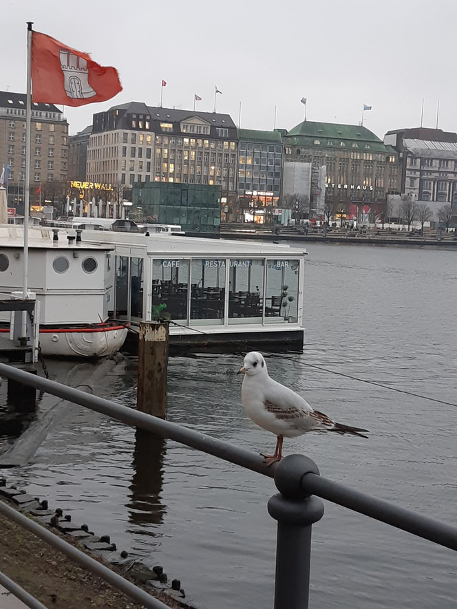 Möwengruß aus Hamburg