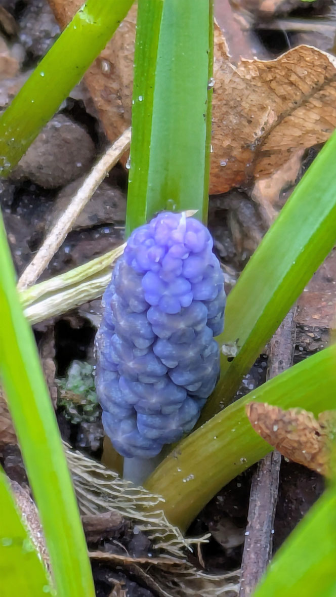 Traubenhyazinthe